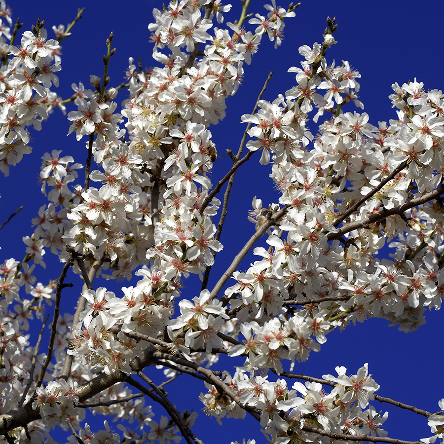 Plum Tree with Flowers. LLeida, Spain.