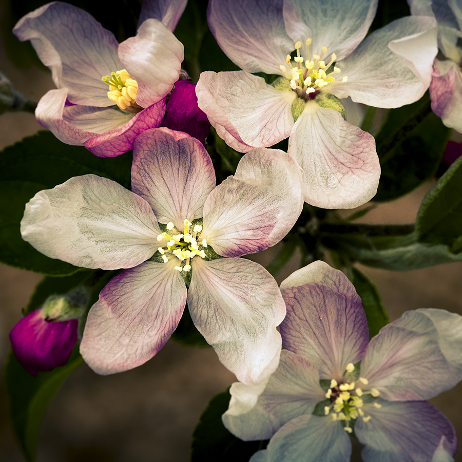 Golden Apple Flower. LLeida, Spain.