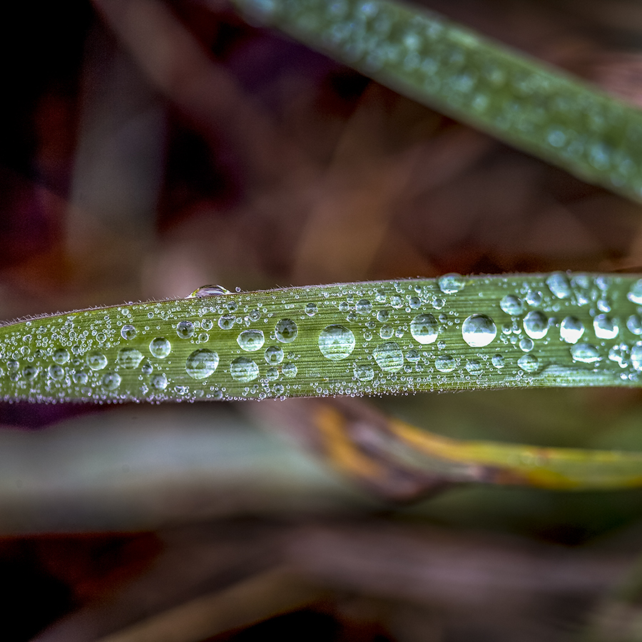 Dew on a leave of Herb. LLeida, Spain.