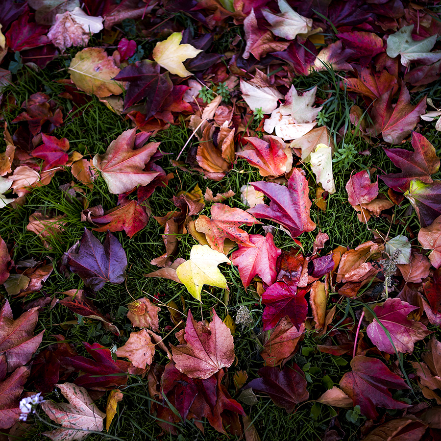 Autumn in LLeida, Spain.