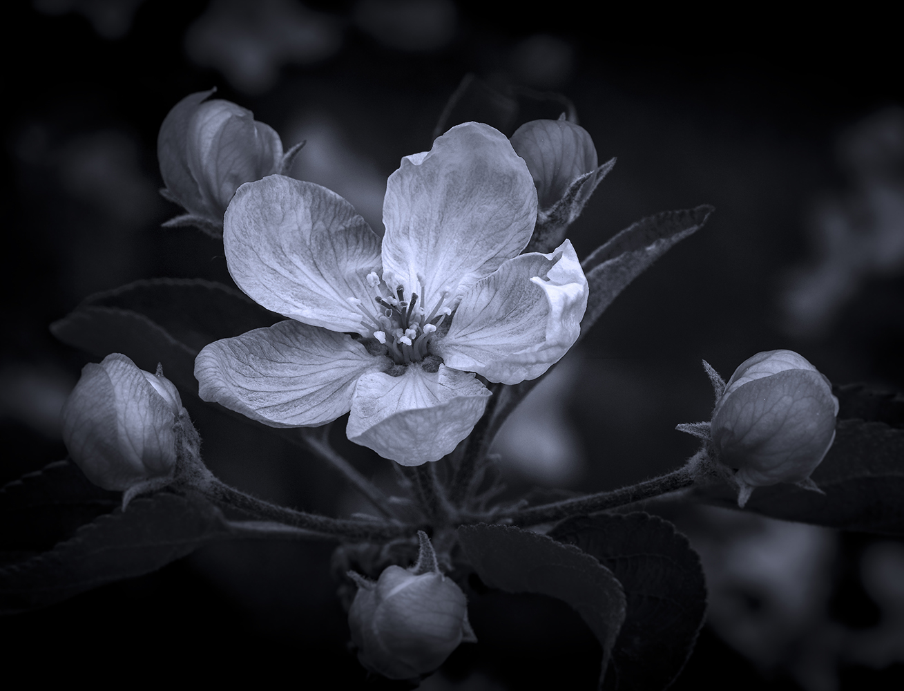 Golden Apple Flower. LLeida, Spain.