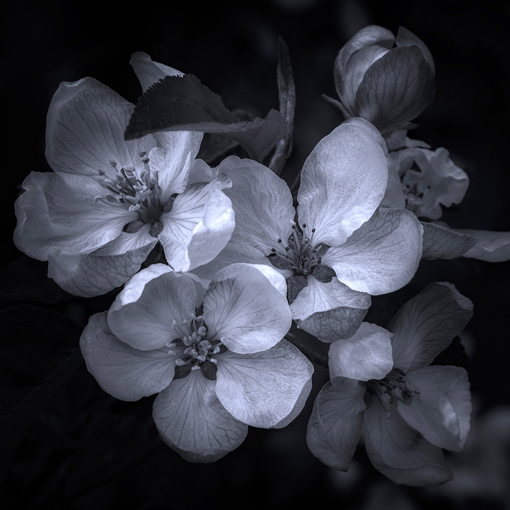 Golden Apple Flower. LLeida, Spain.
